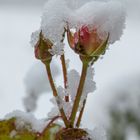 Schneerose oder Rose im Schnee?
