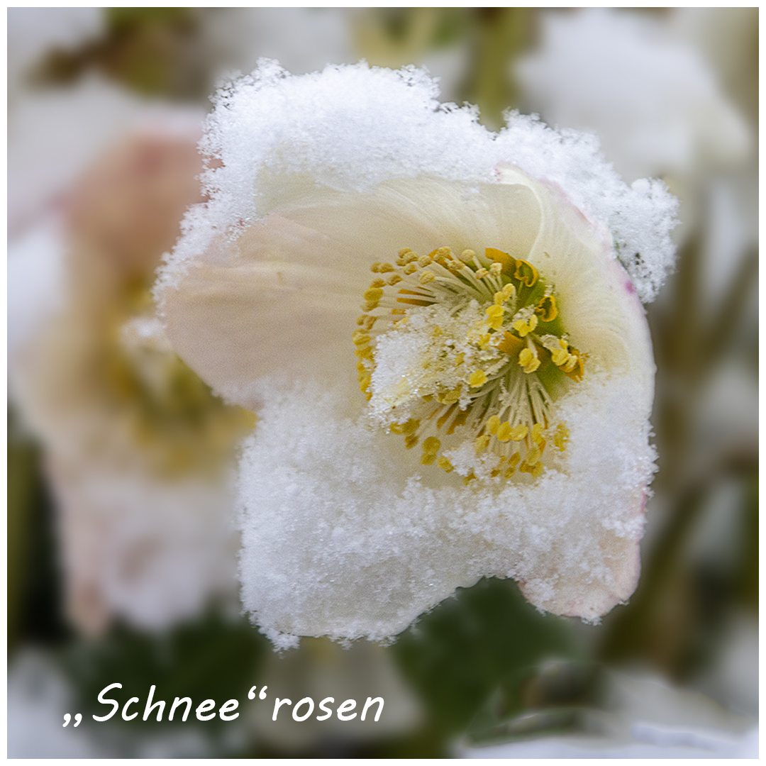 "Schnee"rosen