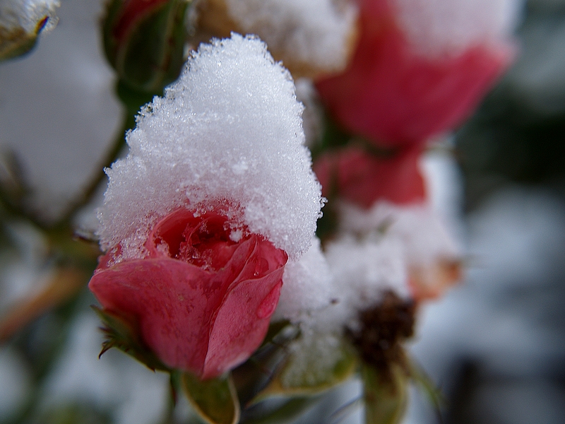 Schneerosen 1