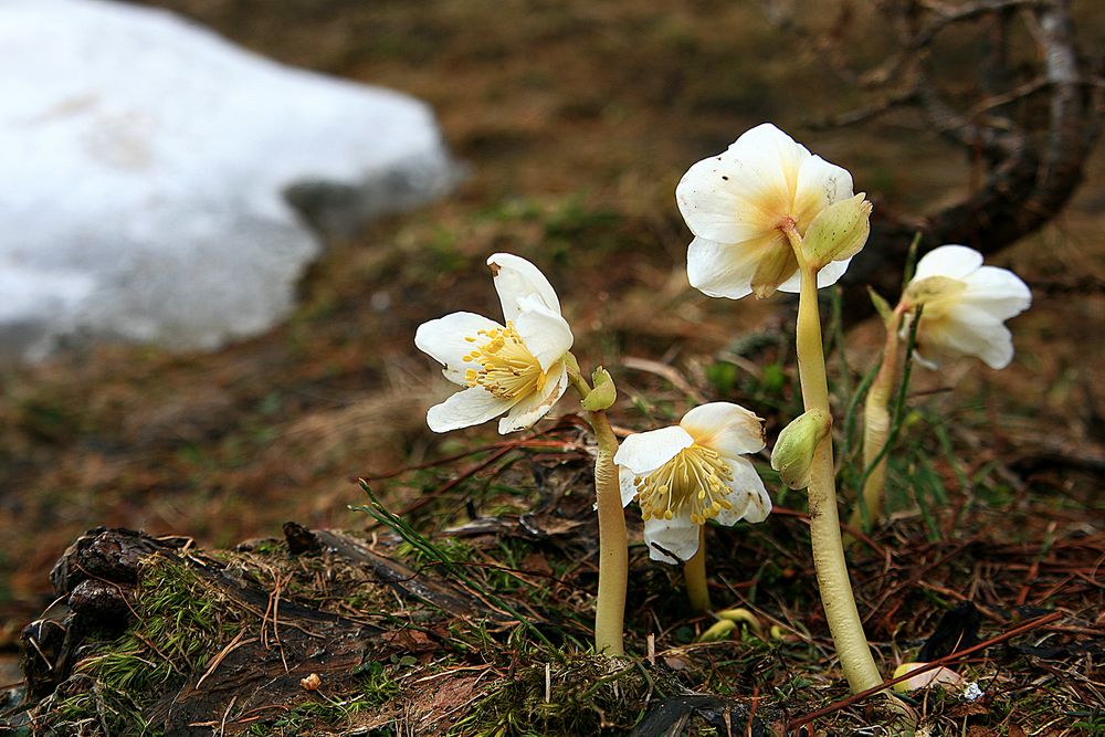 Schneerosen