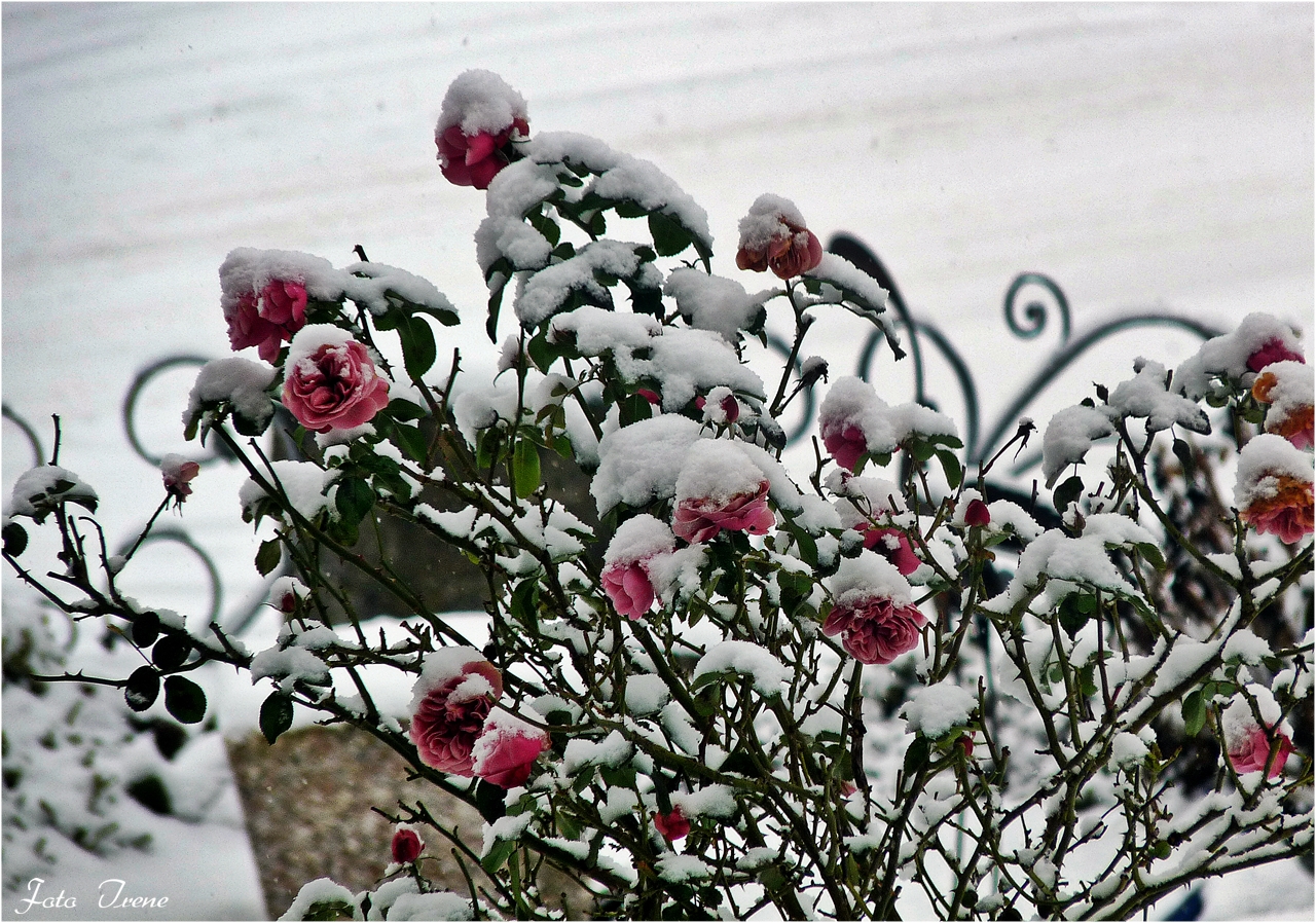 Schneerosen