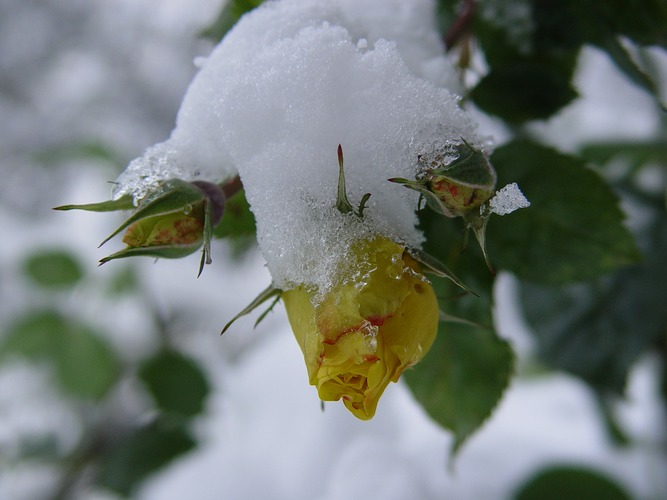 Schneerosen...