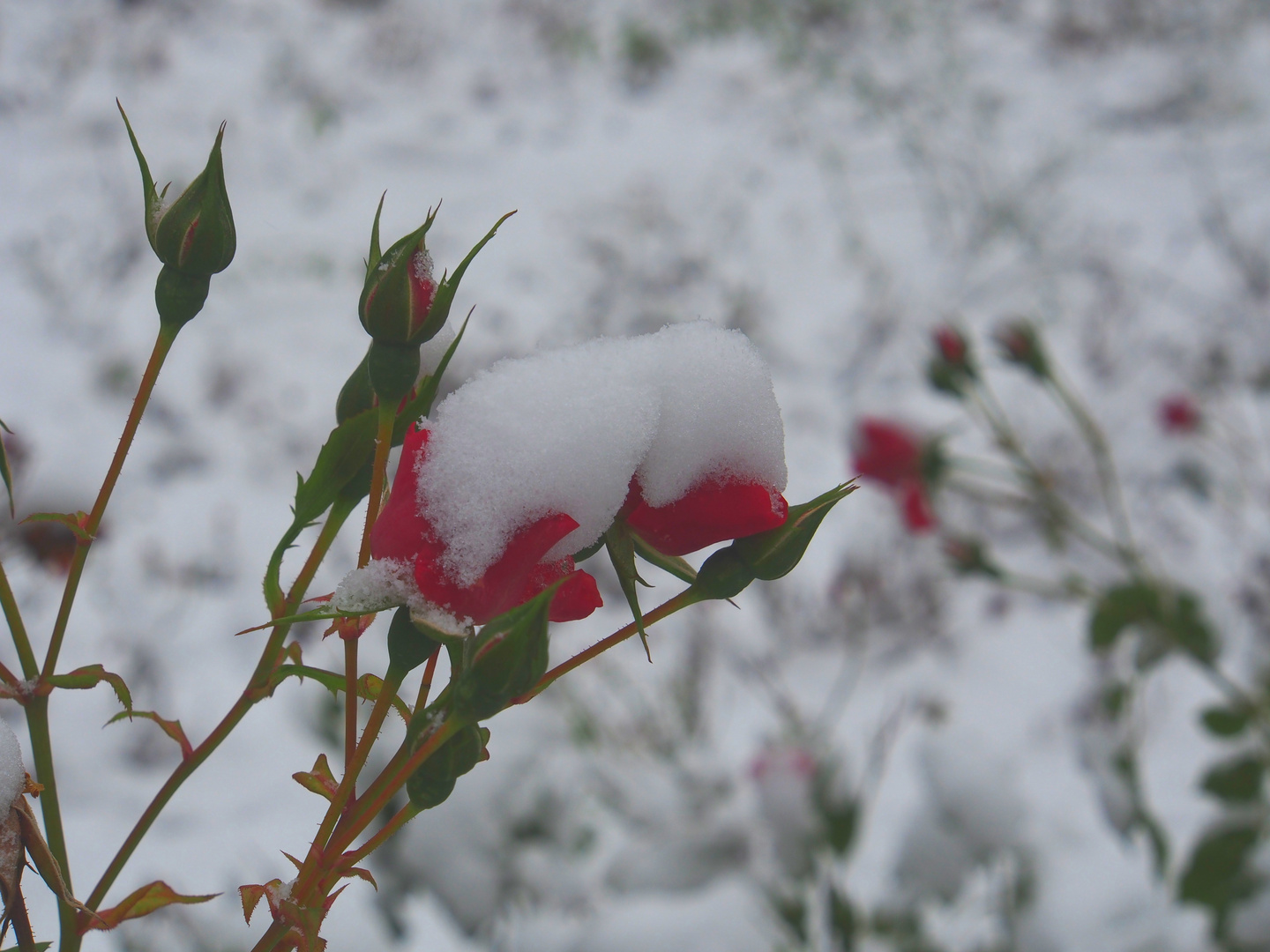 Schneerosen