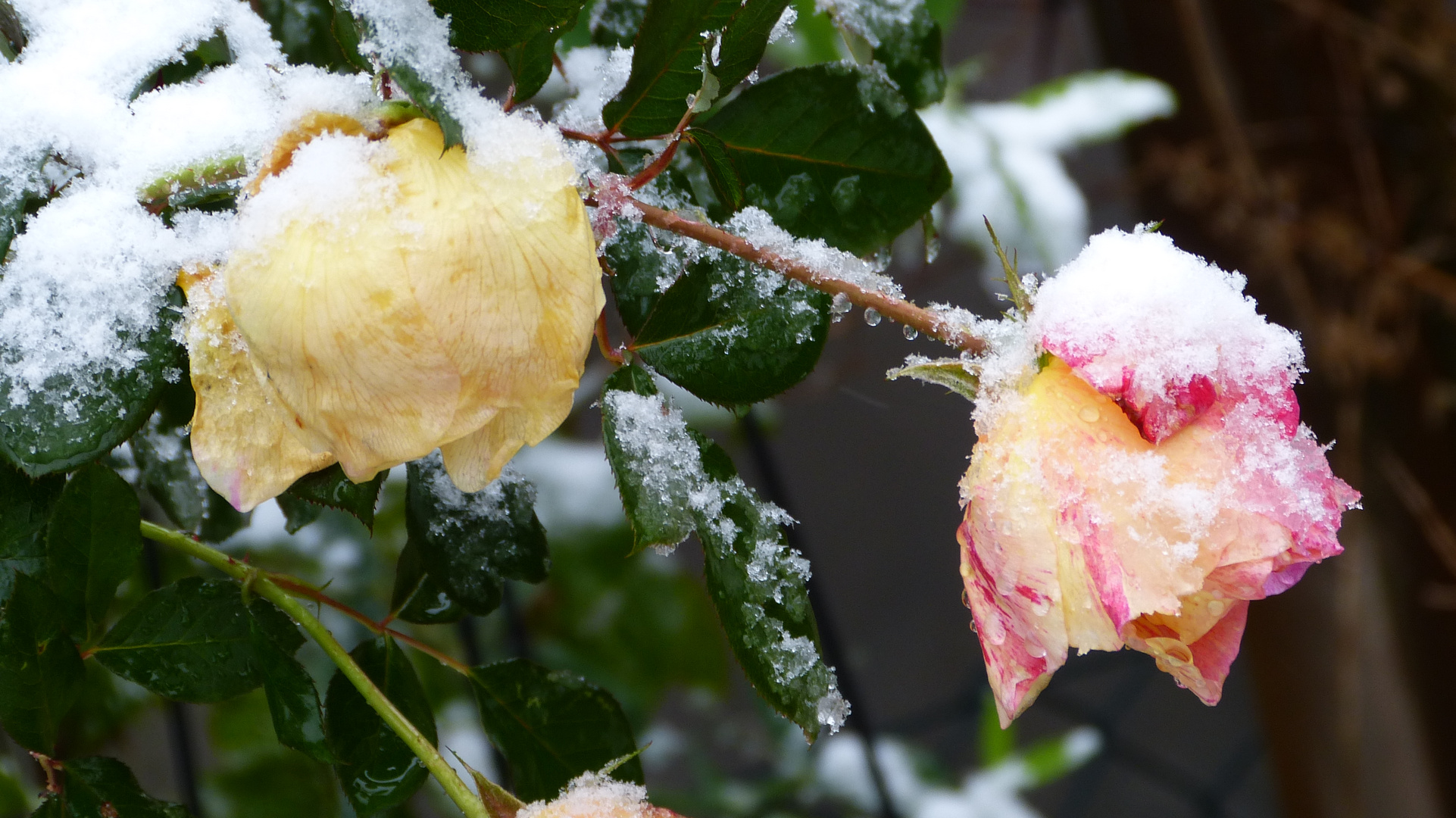 Schneerosen 