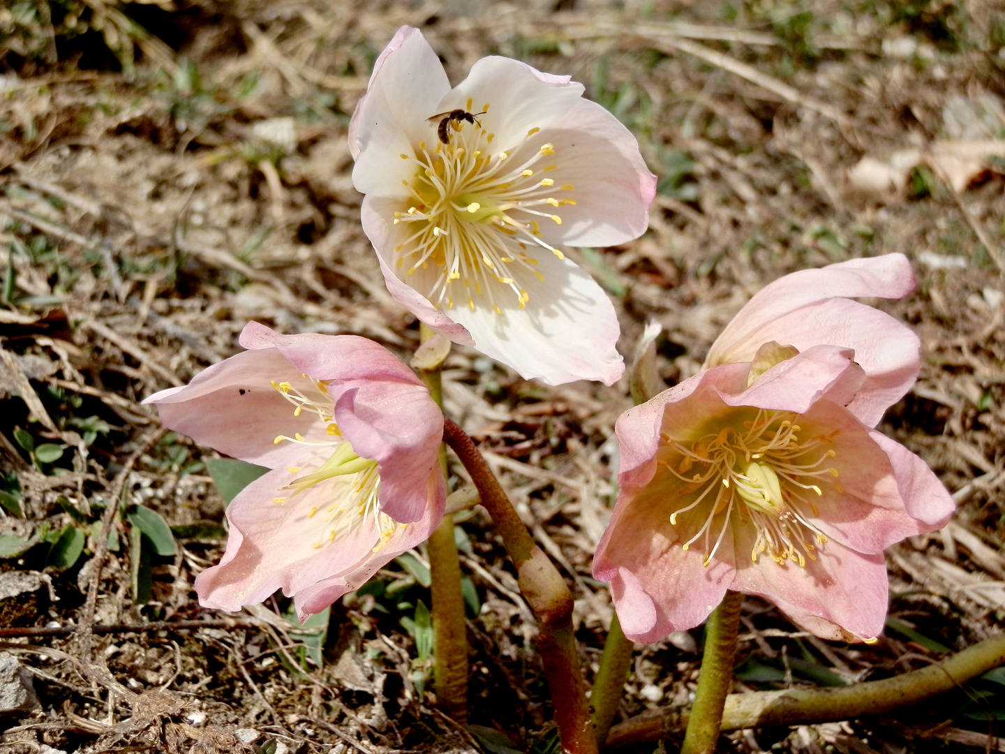 Schneerosen / Helleborus niger