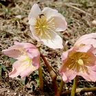 Schneerosen / Helleborus niger