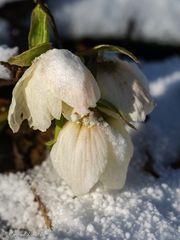 Schneerosen im ...