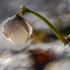 Schneerosen im ...