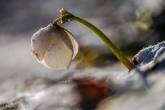 Schneerosen im ...