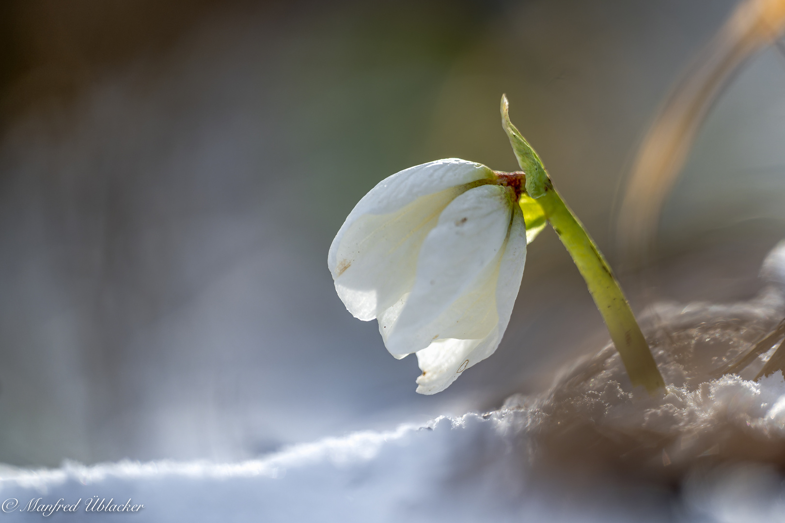 Schneerosen im ...