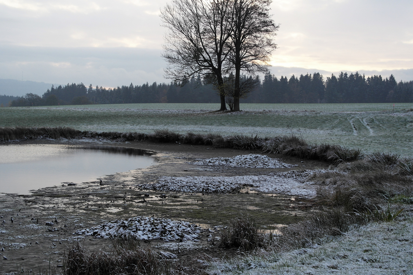 Schneerosen statt Seerosen