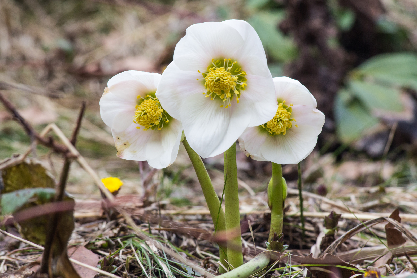 Schneerosen Trio