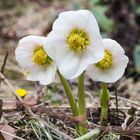 Schneerosen Trio