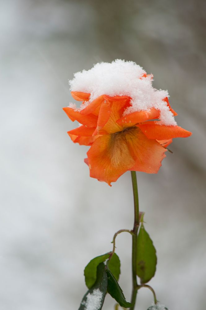 Schneerosen- und Eisblumenzeit