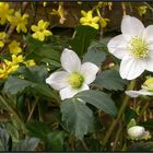 Schneerosen und Winterjasmin