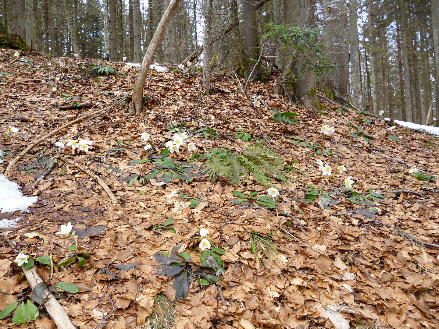 Schneerosen Weg Aschenbrenner Haus Kufstein