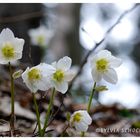 Schneerosenteppich