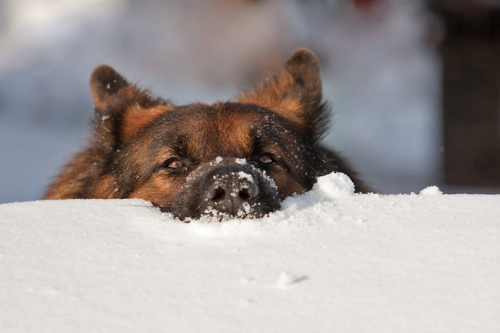 Schneeschauer!