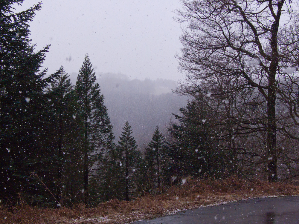 Schneeschauer im Arboretum