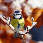 " Schneeschaukel "  Blaumeise im Winter