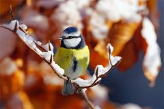 " Schneeschaukel "  Blaumeise im Winter