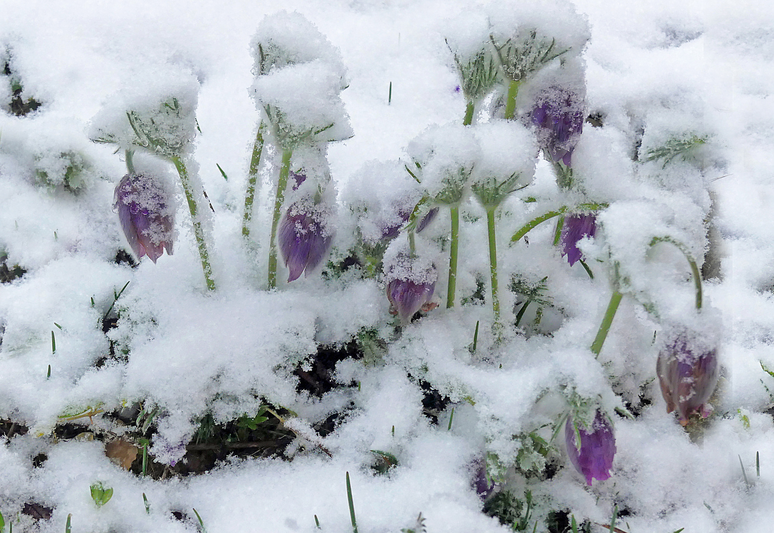 Schneeschellen