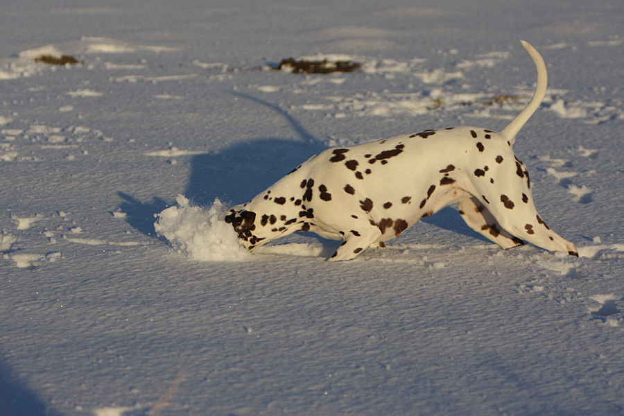 Schneeschieber