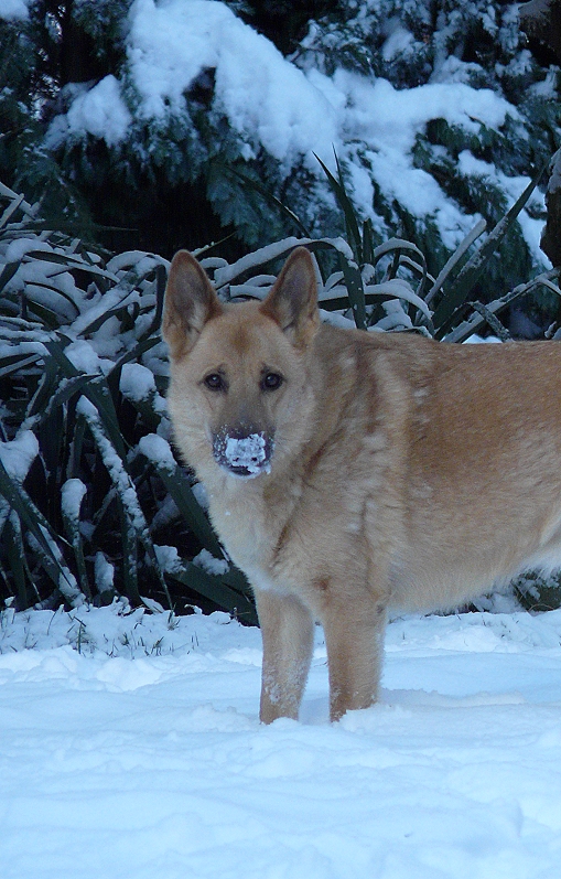 Schneeschieber