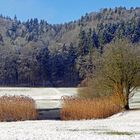 Schnee,Schilf,Wald