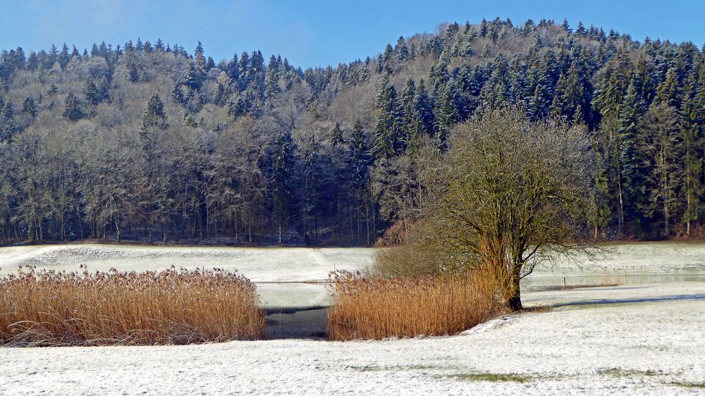 Schnee,Schilf,Wald