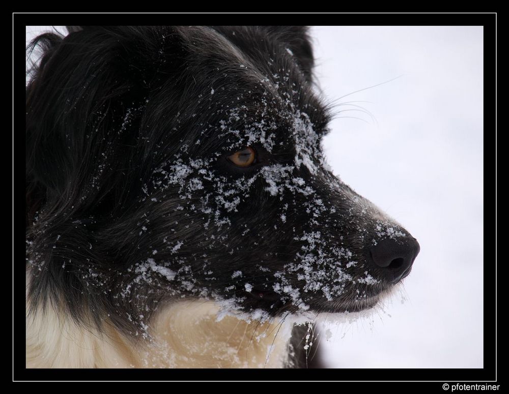 Schneeschlabberschnauze 03