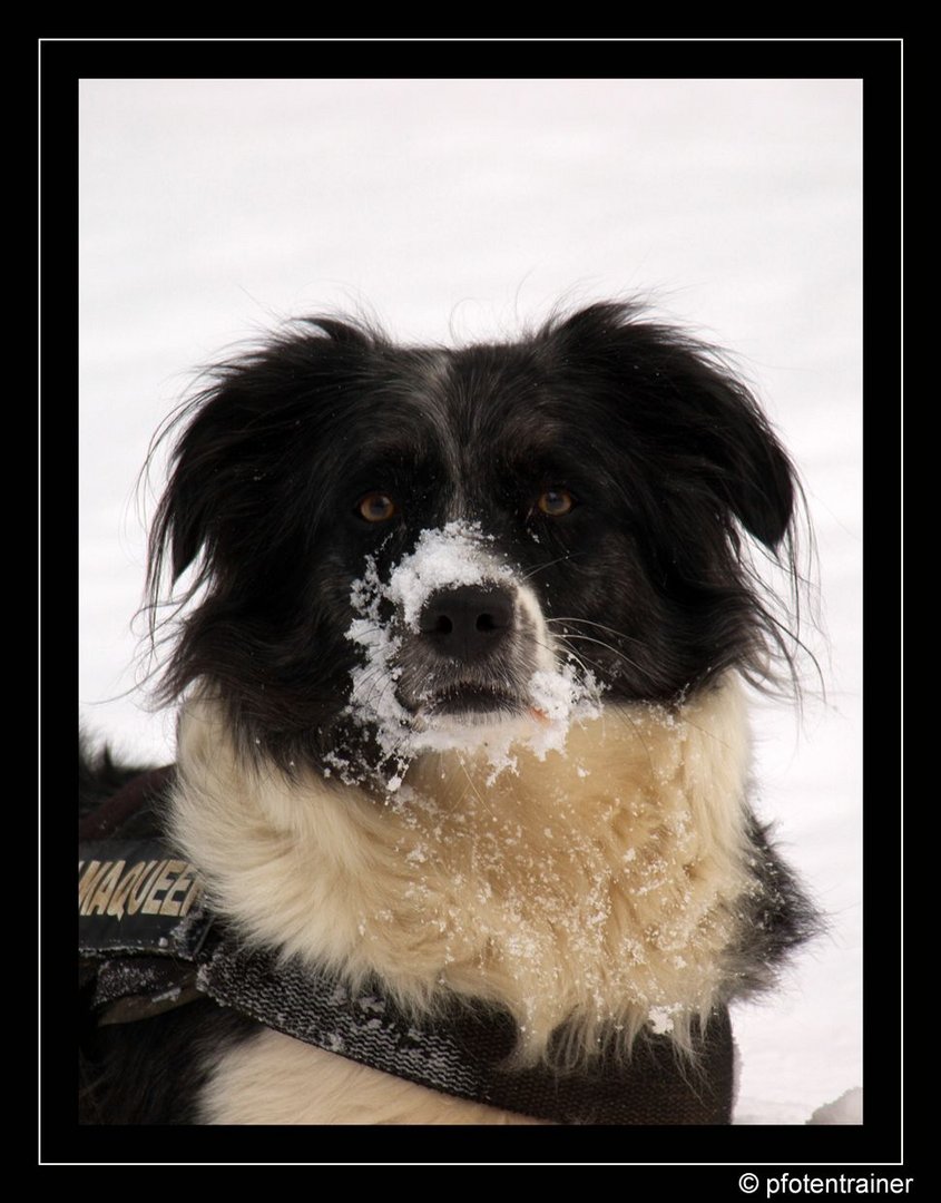 Schneeschlabberschnauze 05