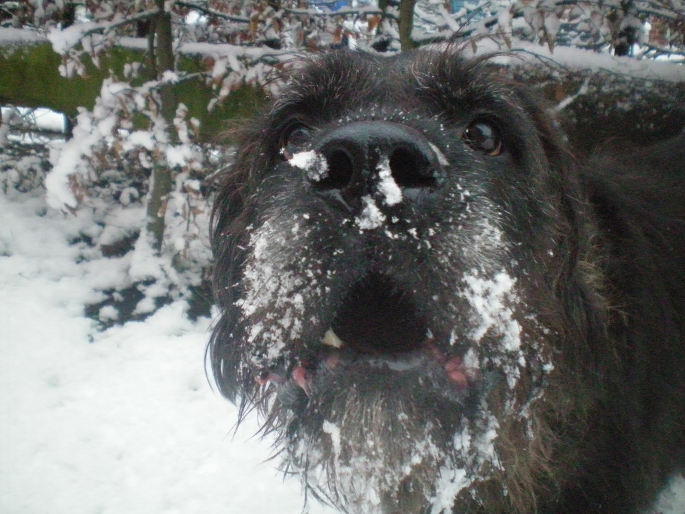 Schneeschlacht im Garten ;)