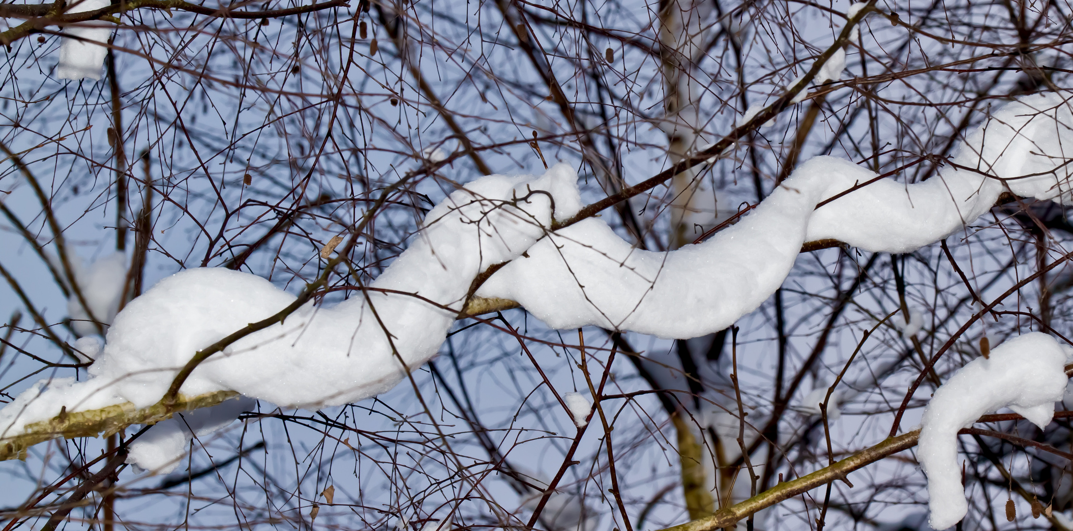 ~Schneeschlange~