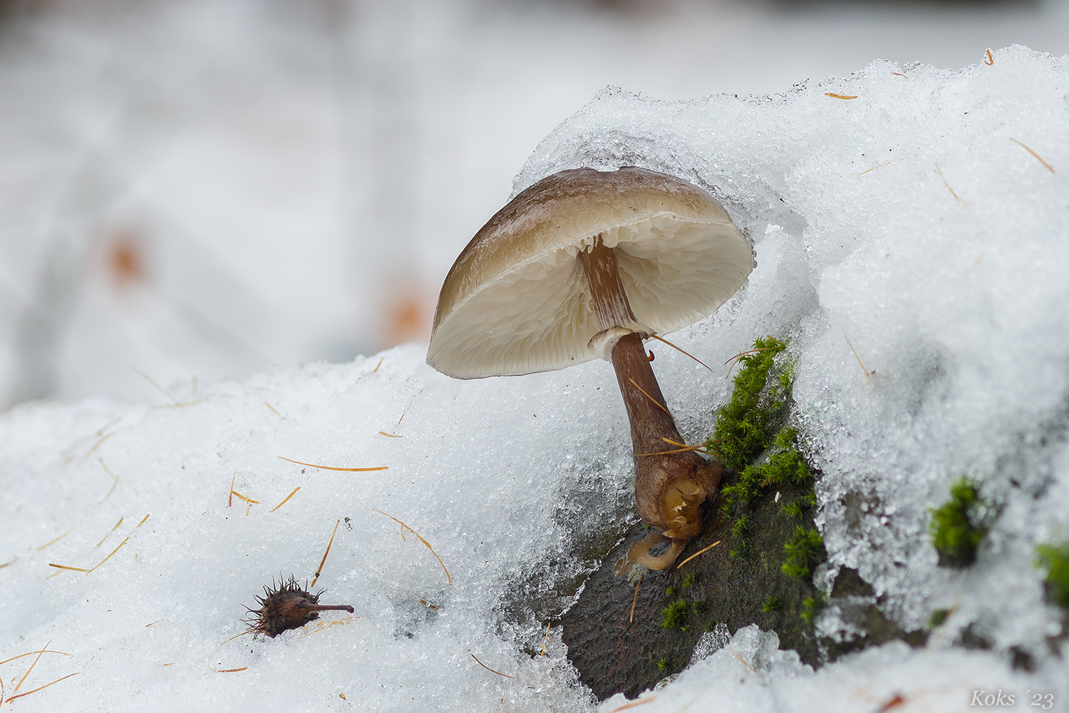 SchneeSchleimling