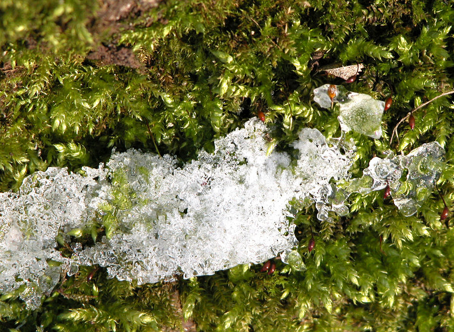 Schneeschmelze