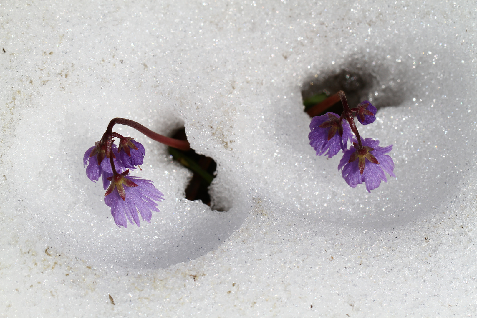 Schneeschmelze