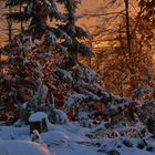 Schneeschmelze im Abendlicht