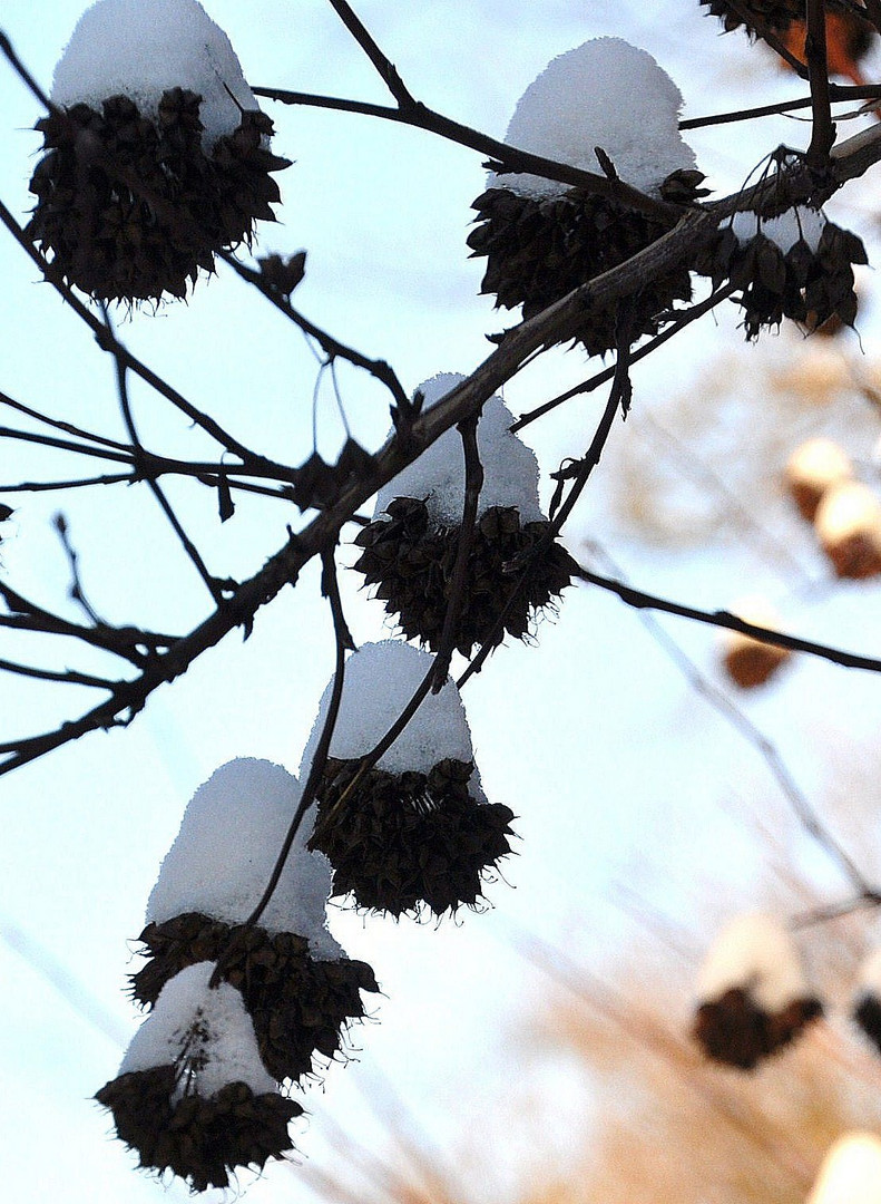 Schneeschmuck