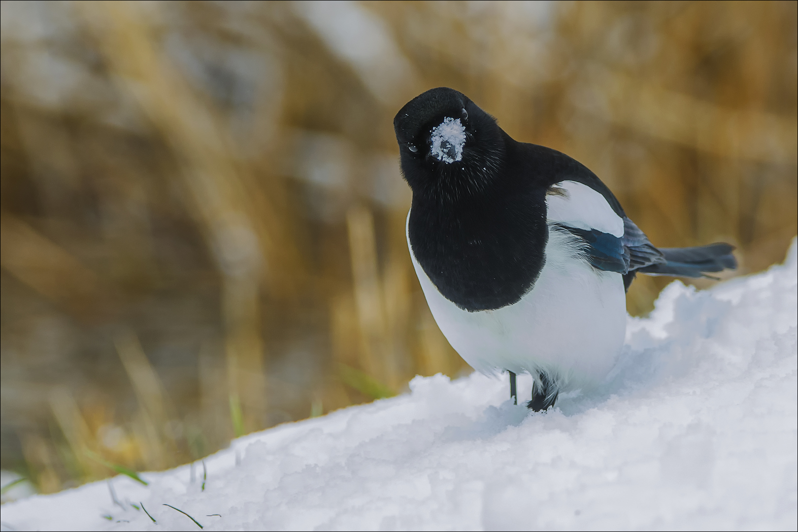 Schneeschnabel