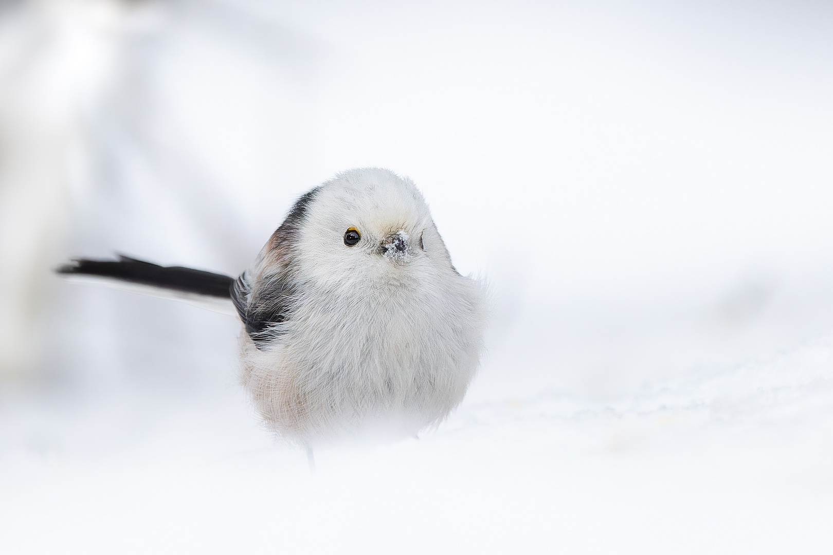 Schneeschnabel