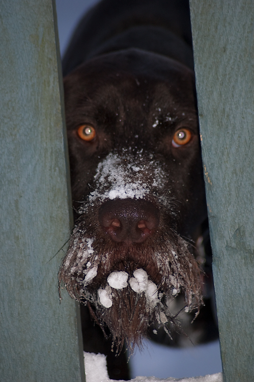 "Schneeschnautzer"