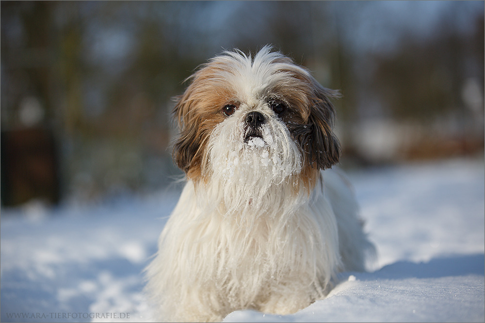 Schneeschnauze