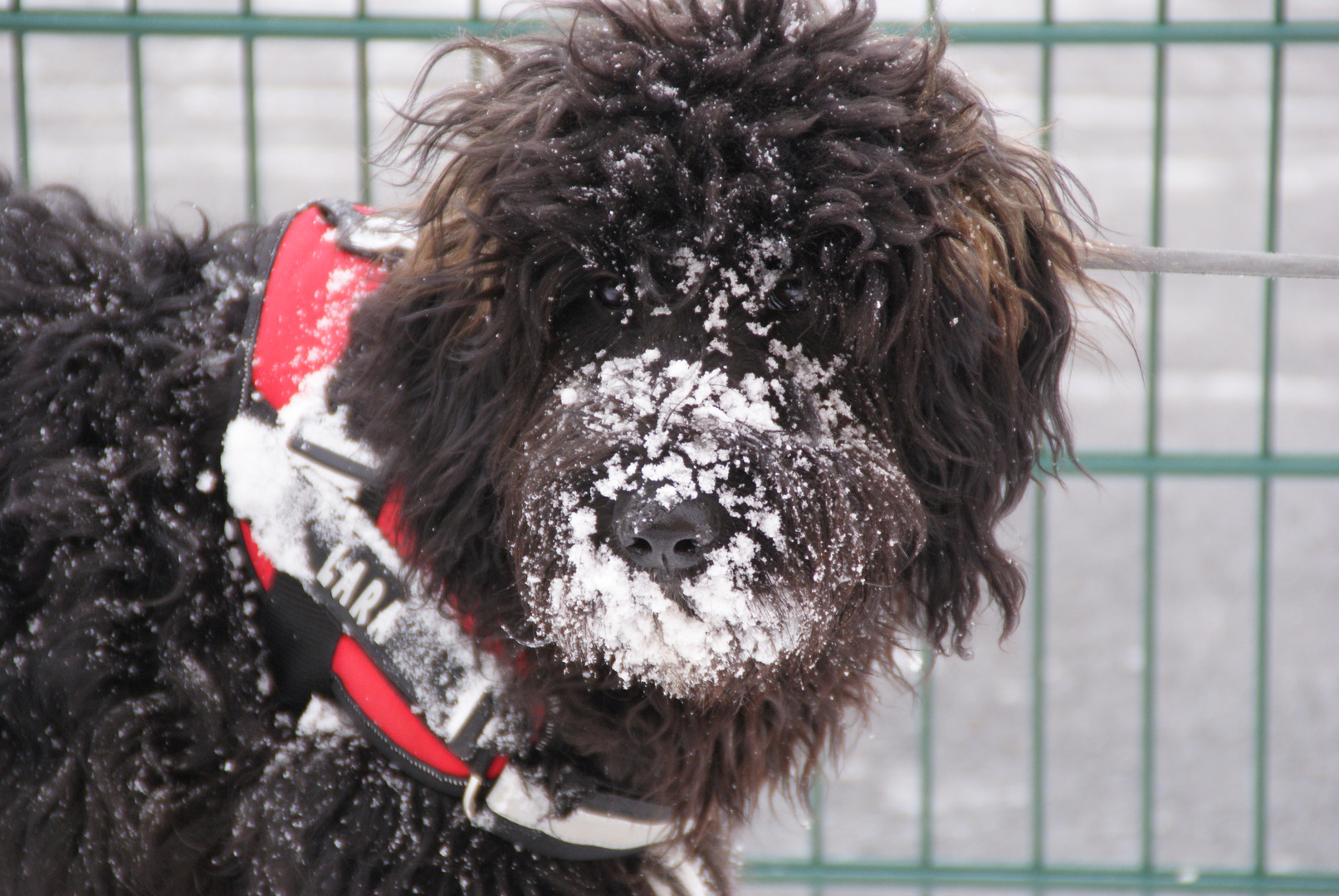 Schneeschnauze