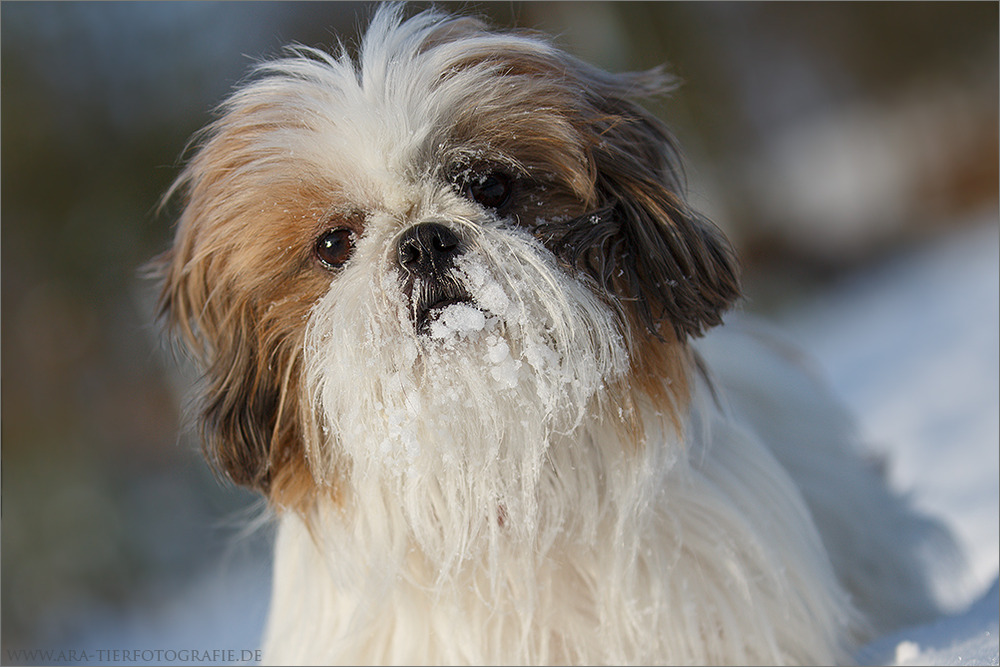 Schneeschnauze (2)