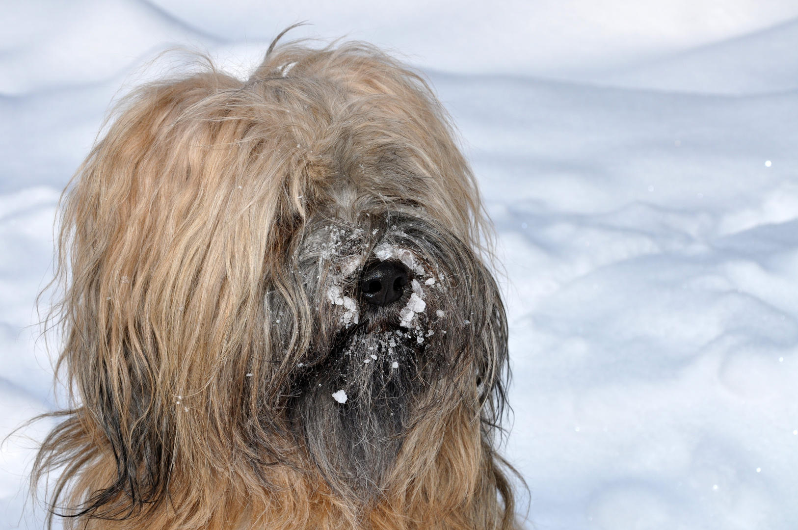 Schneeschnauze