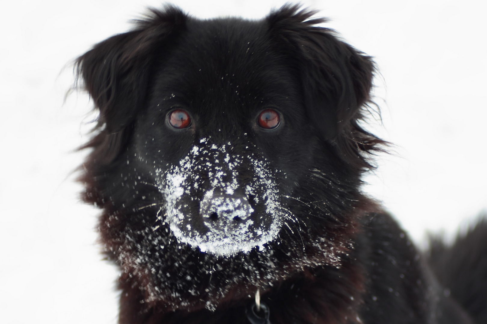 Schneeschnauze