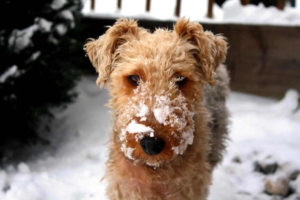 Schneeschnauze