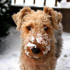 Schneeschnauze