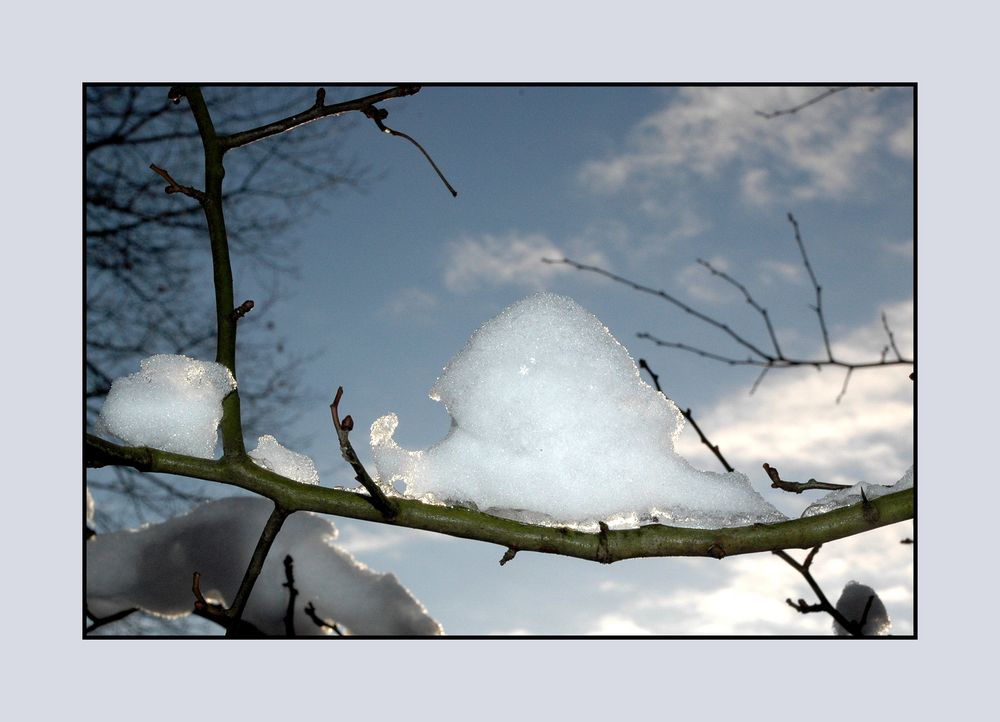 Schneeschnecke